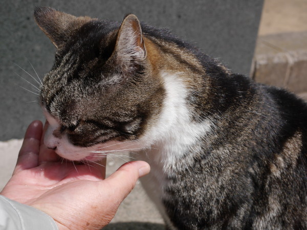 鎌倉円覚寺 猫のしぃちゃん 散歩と花と猫が好き 鎌倉円覚寺 猫のしぃちゃん 散歩と花と猫が好き