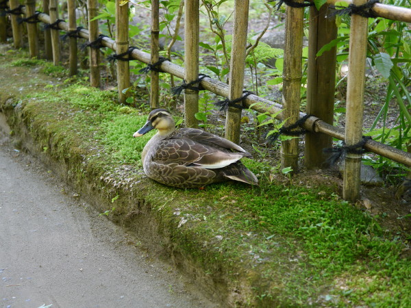鎌倉円覚寺 猫のしぃちゃん 散歩と花と猫が好き 鎌倉円覚寺 猫のしぃちゃん 散歩と花と猫が好き