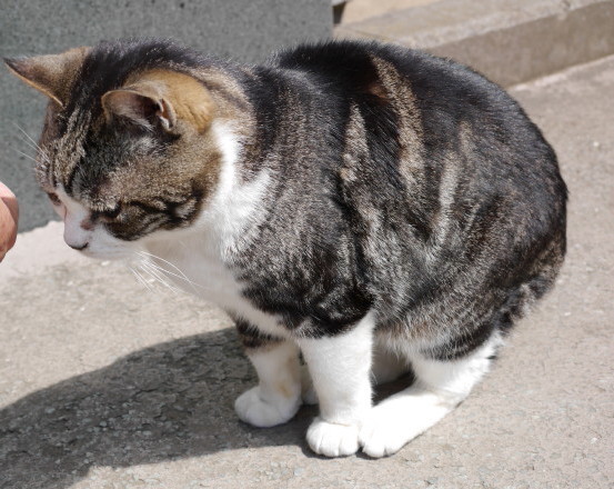鎌倉円覚寺 猫のしぃちゃん 散歩と花と猫が好き 鎌倉円覚寺 猫のしぃちゃん 散歩と花と猫が好き