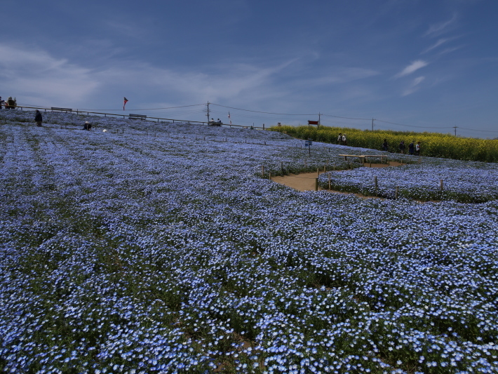 鼻高展望花の丘(2) ~ネモフィラ~ (2021/4/27撮影)_b0369971_18415753.jpg