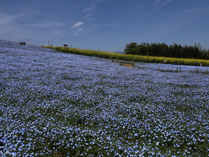 鼻高展望花の丘(2) ~ネモフィラ~ (2021/4/27撮影)_b0369971_18421453.jpg