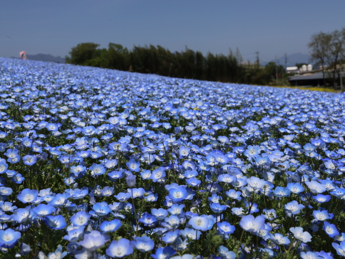 鼻高展望花の丘(2) ~ネモフィラ~ (2021/4/27撮影)_b0369971_18422956.jpg
