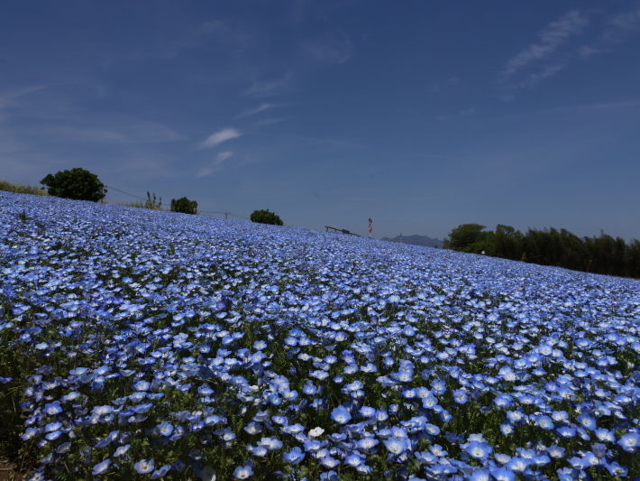 鼻高展望花の丘(2) ~ネモフィラ~ (2021/4/27撮影)_b0369971_18425343.jpg