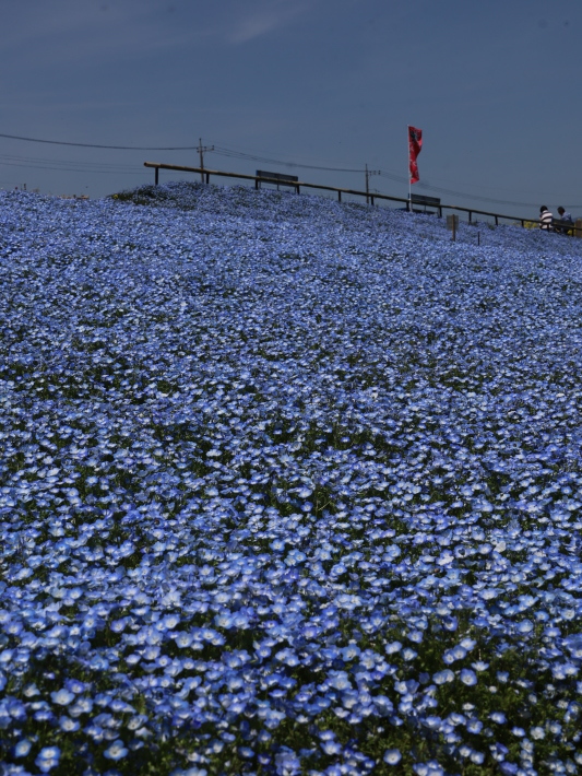 鼻高展望花の丘(2) ~ネモフィラ~ (2021/4/27撮影)_b0369971_18430557.jpg