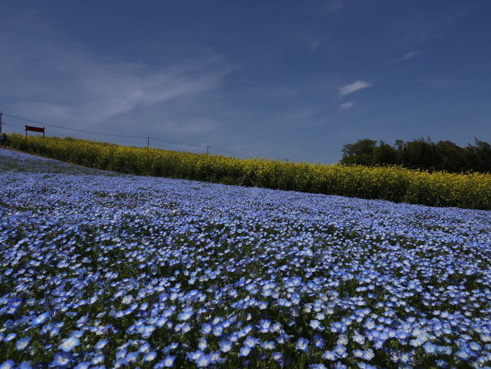 鼻高展望花の丘(2) ~ネモフィラ~ (2021/4/27撮影)_b0369971_18431752.jpg