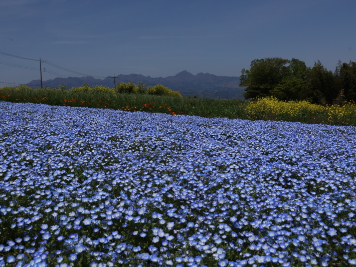 鼻高展望花の丘(2) ~ネモフィラ~ (2021/4/27撮影)_b0369971_18435522.jpg