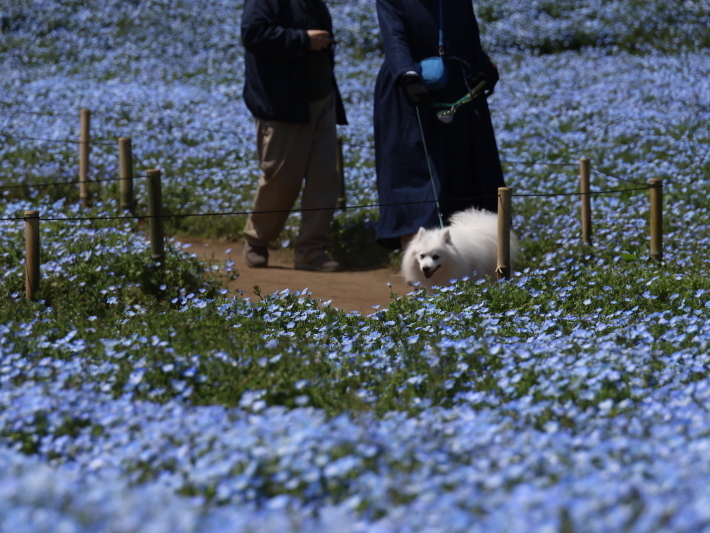 鼻高展望花の丘(2) ~ネモフィラ~ (2021/4/27撮影)_b0369971_18532370.jpg