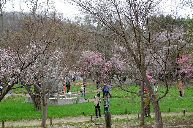 きのう何たべた 円山公園散歩 円山公園駅直結居酒屋 西11丁目駅直結ワイン屋 夕食 ワイン好きの料理おたく 雑記帳