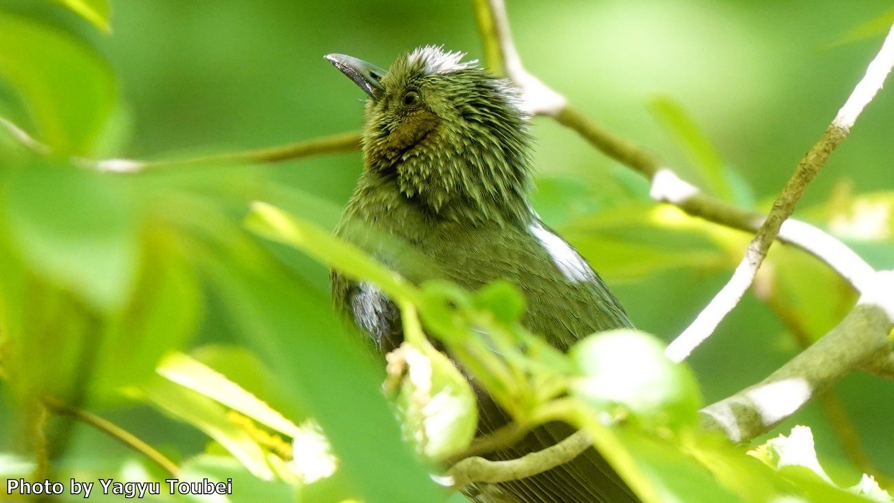 日本 文殊の森公園のヒヨドリなど とことん写真 日本 文殊の森公園のヒヨドリなど とことん写真