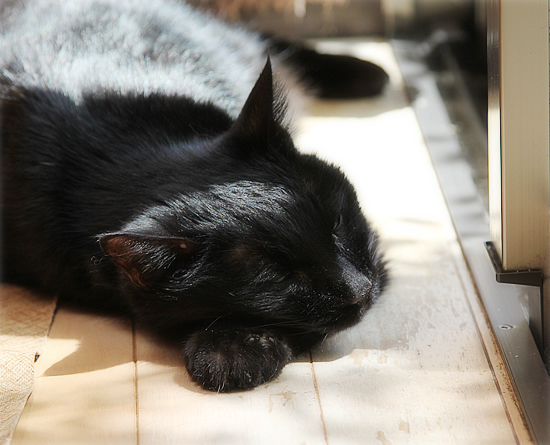 永眠の一日前_a0389088_03363619.jpg