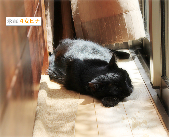 永眠の一日前_a0389088_03363684.jpg