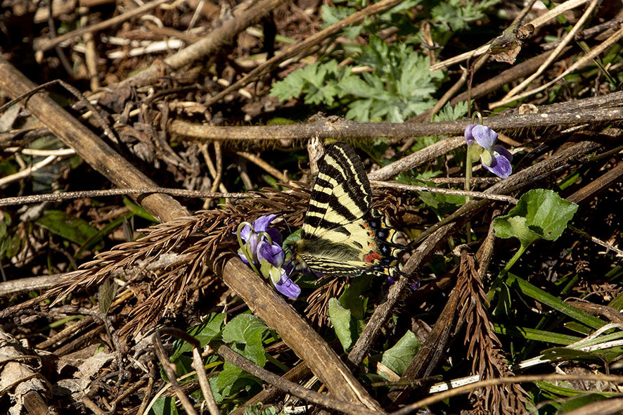 ヒメギフチョウ_b0315912_01055381.jpg