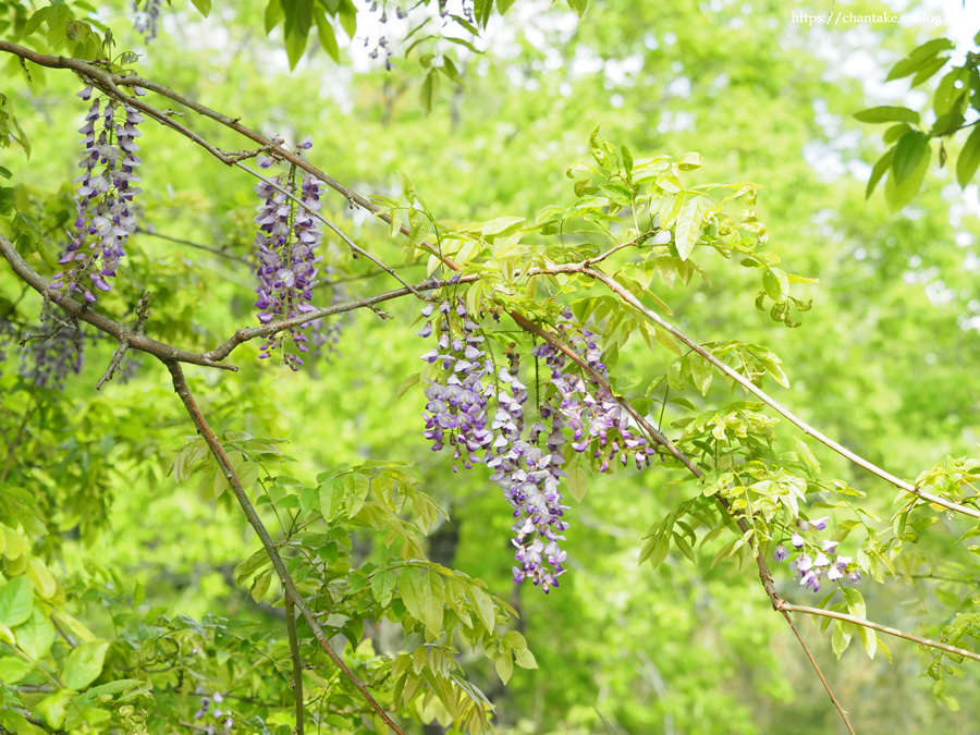 春の水辺にて_c0189013_05305989.jpg