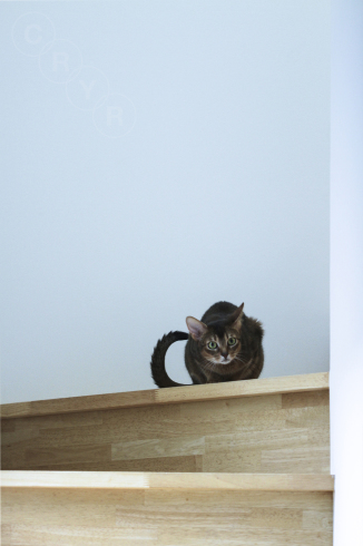猫的 ブンブン ヒトは猫のペットである 猫的 ブンブン ヒトは猫のペットである