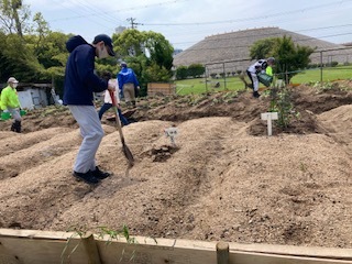 《おやこ楽農くらぶの皆さんへ》サツマイモの苗の植えつけ、完了です!_f0079749_17145104.jpg