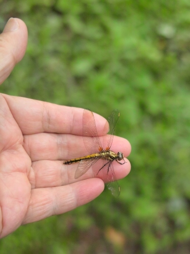 ハンカチノキ、カリン、カラタチ、ツツジ、キンラン・・・花見て「ヤッホ！」_d0005250_17275813.jpg