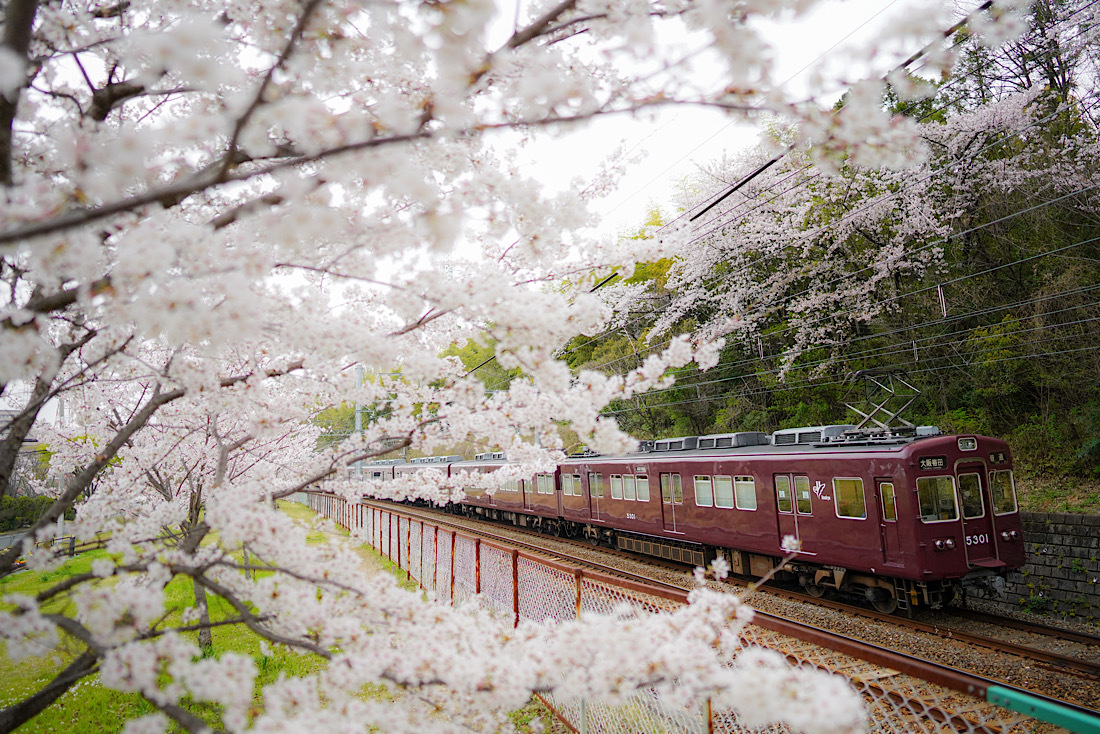 桜と阪急 千里線編 鉄男の部屋