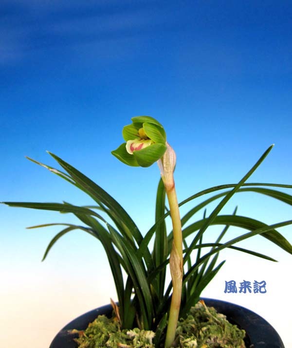 牛若丸なんか？　　　　　　　　　　No.2095_d0103457_23591130.jpg