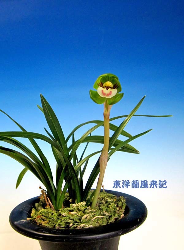 牛若丸なんか？　　　　　　　　　　No.2095_d0103457_23592212.jpg