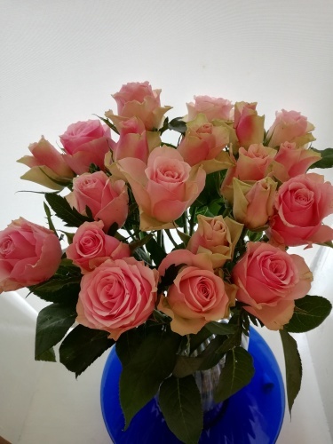 Humのお誕生日_f0324460_17065107.jpg