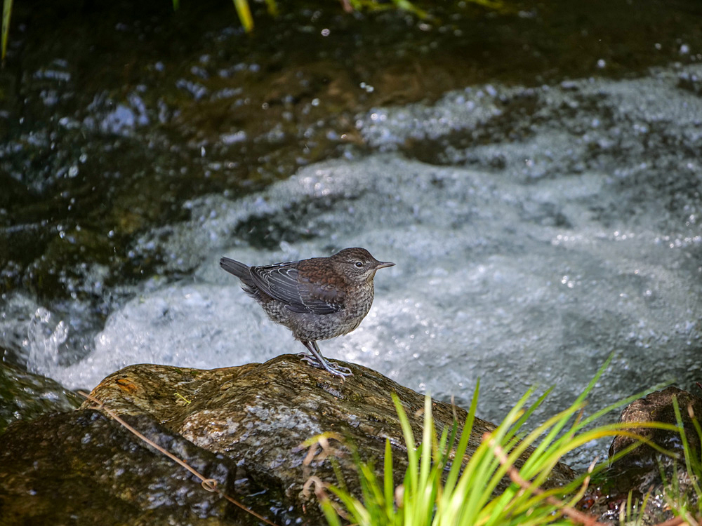 カワガラス幼鳥_f0199866_18131653.jpg