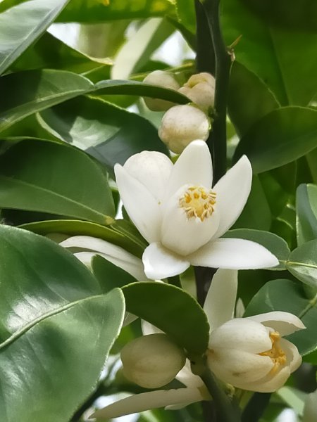 柚子の花_d0345667_19165215.jpg