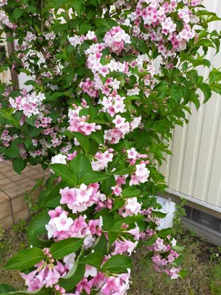柚子の花_d0345667_19171714.jpg