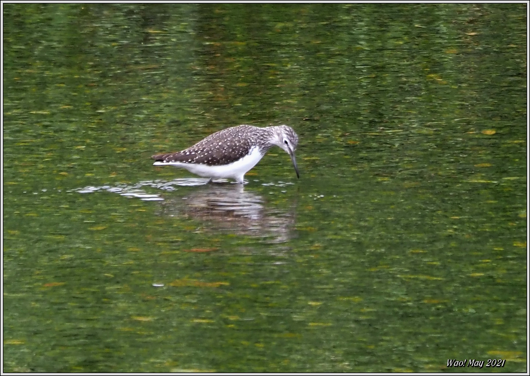 クサシギが川面で採食_c0198669_17460511.jpg