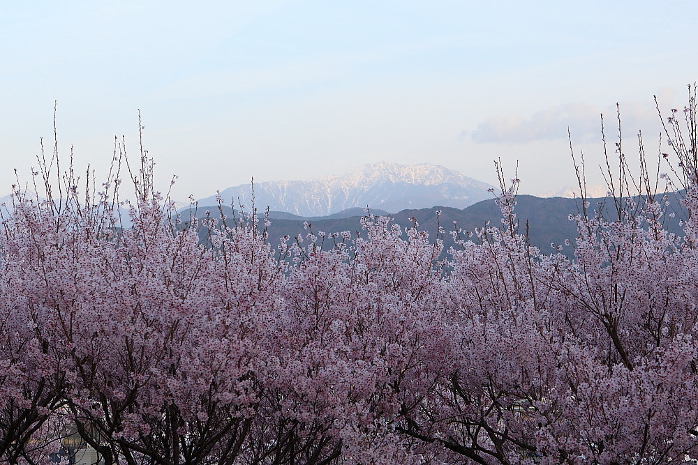 南信州桜巡り　伊那市　春日城趾公園の桜　その４_e0165983_12414506.jpg