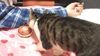 今日のみやこ。国民的猫型ロボット並みに。_a0105396_23273617.jpg