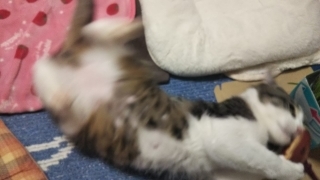 今日のみやこ。国民的猫型ロボット並みに。_a0105396_23280361.jpg