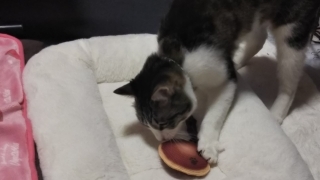 今日のみやこ。国民的猫型ロボット並みに。_a0105396_23283050.jpg
