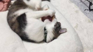 今日のみやこ。国民的猫型ロボット並みに。_a0105396_23284253.jpg