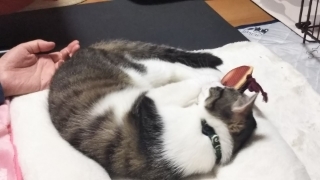 今日のみやこ。国民的猫型ロボット並みに。_a0105396_23285992.jpg