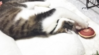 今日のみやこ。国民的猫型ロボット並みに。_a0105396_23291256.jpg