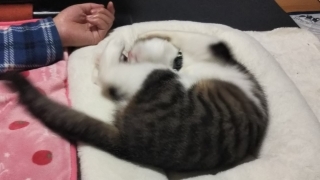 今日のみやこ。国民的猫型ロボット並みに。_a0105396_23293079.jpg