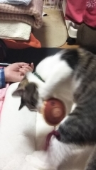 今日のみやこ。国民的猫型ロボット並みに。_a0105396_23294415.jpg