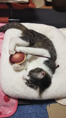 今日のみやこ。国民的猫型ロボット並みに。_a0105396_23300054.jpg