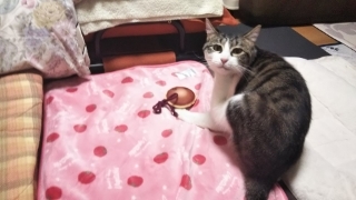 今日のみやこ。国民的猫型ロボット並みに。_a0105396_23301322.jpg