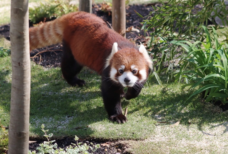 レッサーパンダ展示開始の東山 レサパン日和
