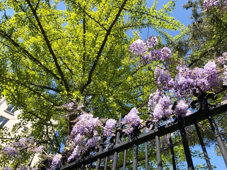 パリ13区 藤の花をめぐる散歩_a0231632_18312748.jpeg