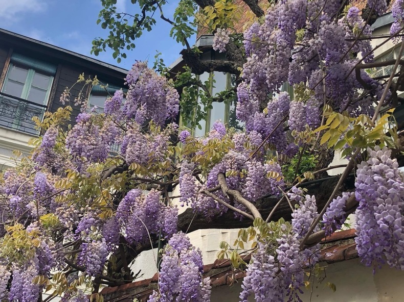 パリ13区 藤の花をめぐる散歩_a0231632_18321178.jpeg