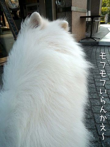 八十八夜に_c0062832_12285093.jpg