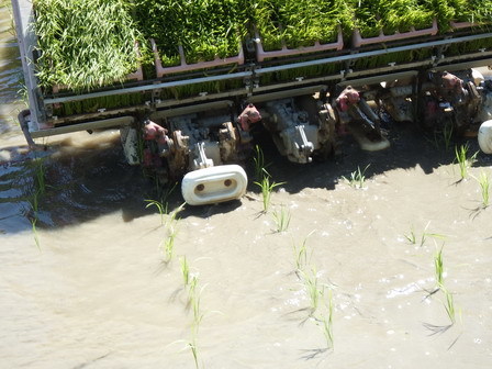 田植え_a0123836_17123495.jpg