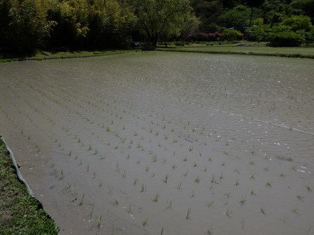 田植え_a0123836_17134655.jpg