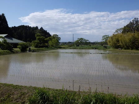 田植え_a0123836_17134684.jpg