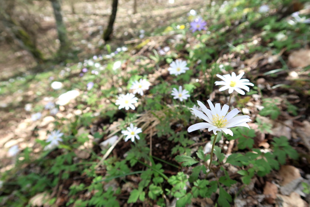 花に満ち牛が突進フィオンキ山_f0234936_05155902.jpg