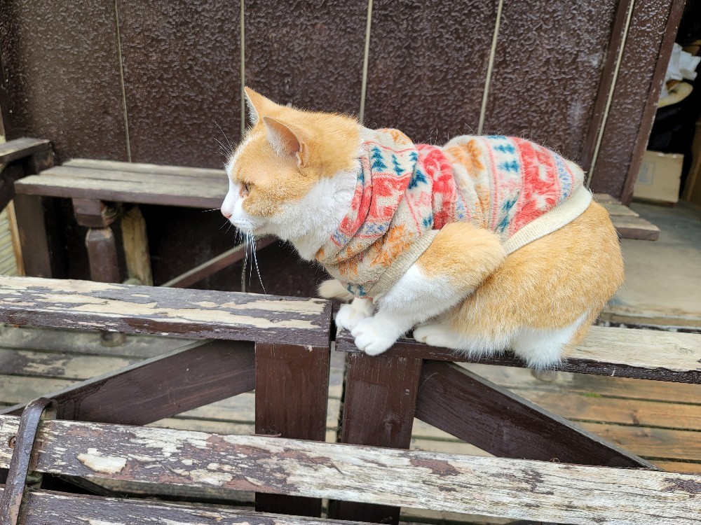 山藤が満開です~_e0145441_23400081.jpg