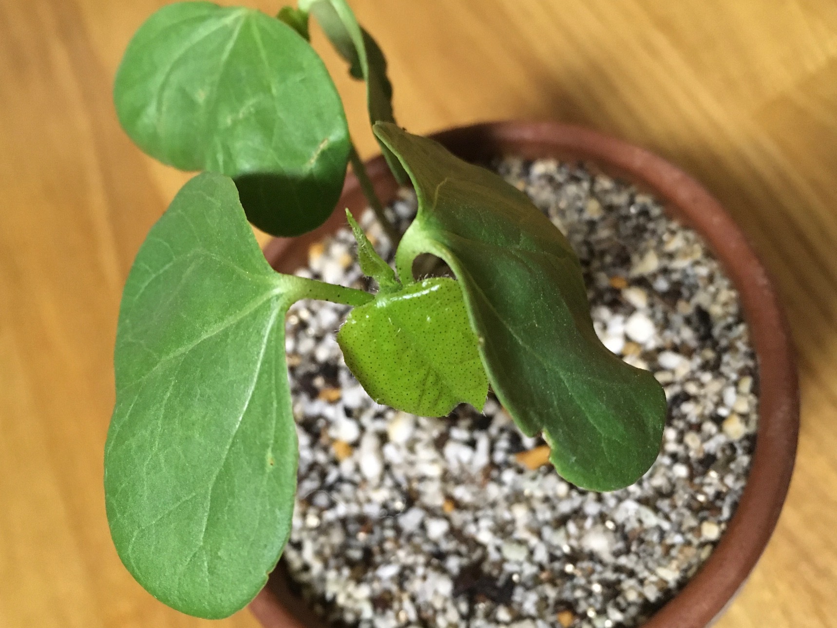 綿の双葉 Haretoen ハレトエンの日々
