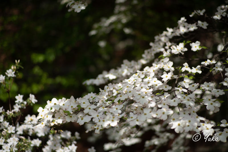 ハナミズキ / dogwood_e0400546_00361898.jpg
